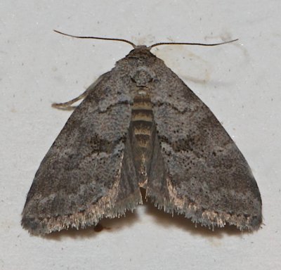 9037,  Dotted Graylet, open