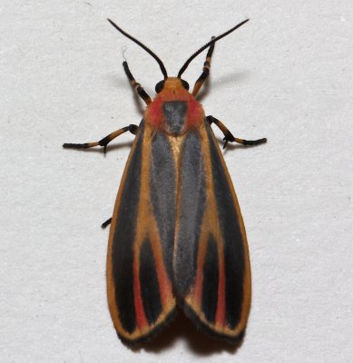 8090, Hypoprepia fuosa,  Painted Lichen Moth