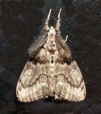 8294, Dasychira vagans, Variable Tussock Moth