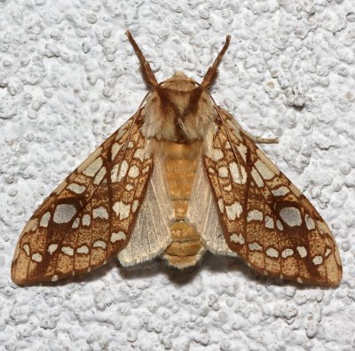 8211, Hickory Tussock Moth