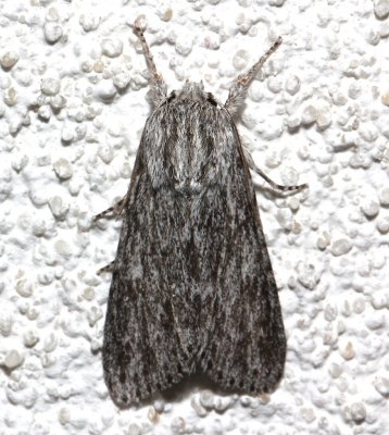 9272, Acronicta oblinita, Smeared Dagger