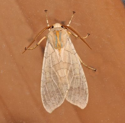 8203, Halysidota tessellaris, Banded Tussock Moth