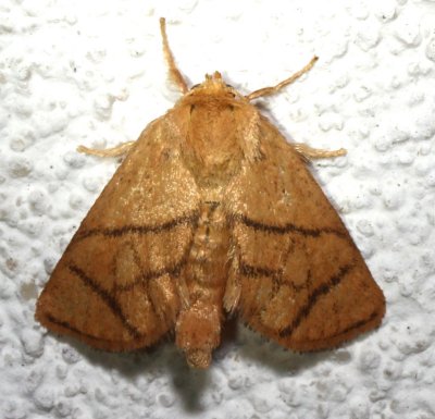 4665, Lithacodes fasciola, Yellow-shouldered Slug Moth