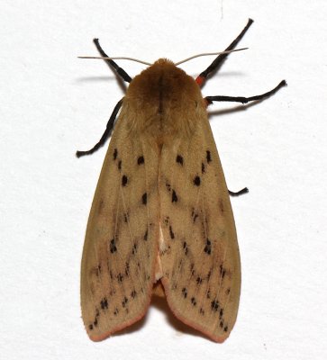 8129, Pyrrharctia Isabella, Isabella Tiger Moth
