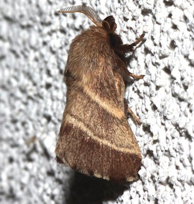 7701, Malacosoma americana, Easternt Tent Caterpillar Moth 