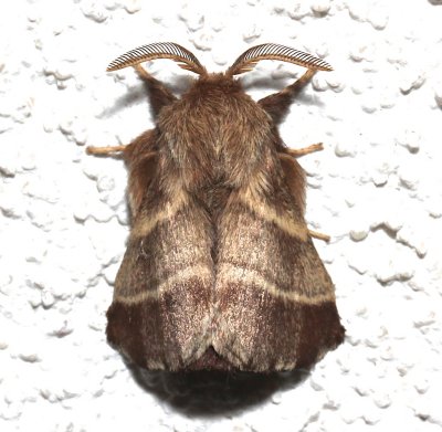 7701, Malacosoma americana, Easternt Tent Caterpillar Moth dorsal