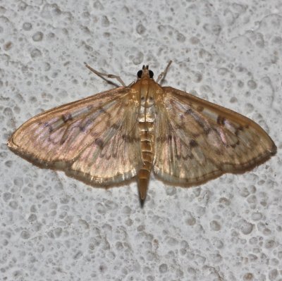5275, Herpetogramma pertextallis, Bold-feathered Grass-moth