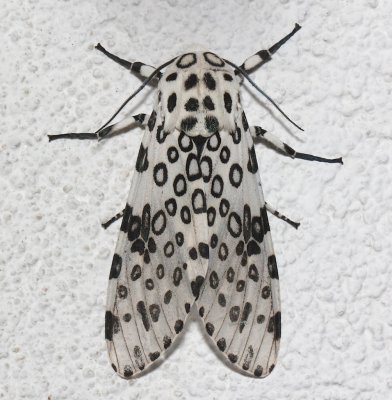 8146,  Hypercompe  scribonia, Giant Leopard Moth