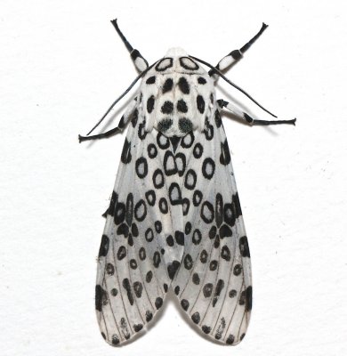 8146, Hypercompe scribonia, Giant Leopard Moth