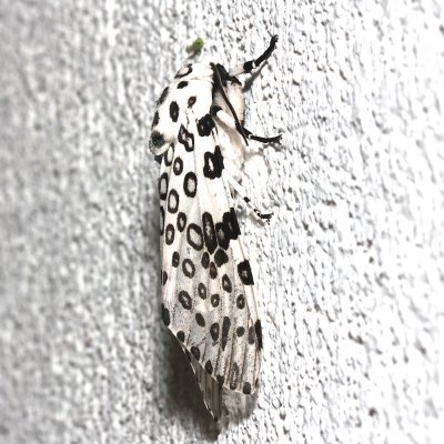 8146, Giant Leopard Moth  side
