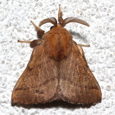 7698, Malacosoma disstria, Forest Tent Caterpillar Moth