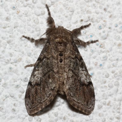 8296 Yellow-based Tussock Moth