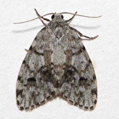 8098, Little White Lichen Moth