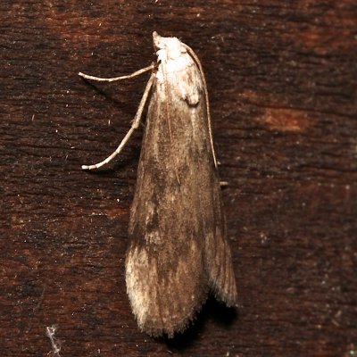 5629, Aphoia sociella, The Bee Moth