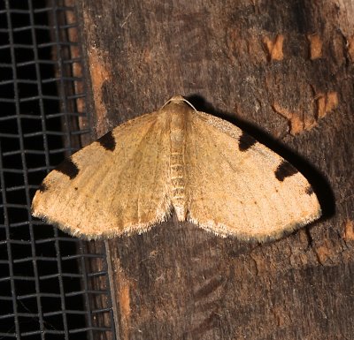 7647, Heterophleps triguttaria, Three-spotted Fillip