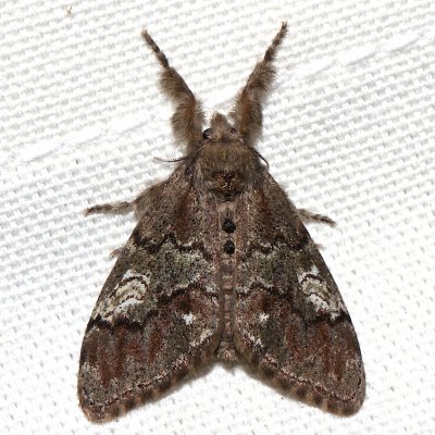 8304,  Northern Pine Tussock Moth