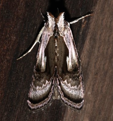 8904, Chrysanynipha formosa, Formosa Looper