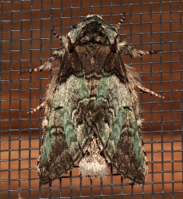 7975, Macrurocampa marthesia, Mottled Prominent