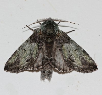 7975, Macrurocampa marthesia, Mottled Prominent