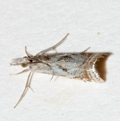 5420, Microcrambus elegans, Elegant Grass Veneer Moth