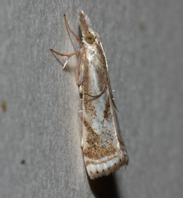 5420, Microcrambus elegans,  Elegant Grass Veneer Moth