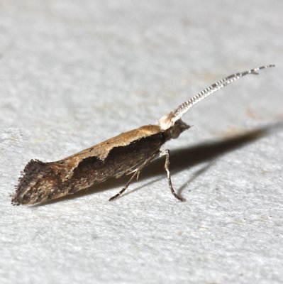 2366, Plutella xylostella, Diamondback Moth
