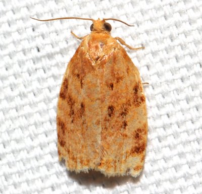 3661, Archips cerasivorana, Ugly-nest Caterpillar Moth