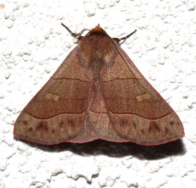 8727, Maple Looper Moth