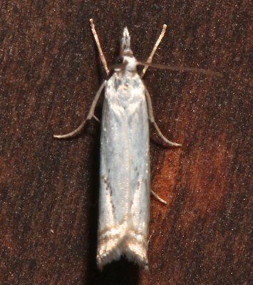 5361, Crambus albellus, Small White Grass-veneer, dorsal