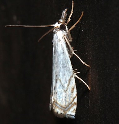 5361, Crambus albellus, Small White Grass-veneer