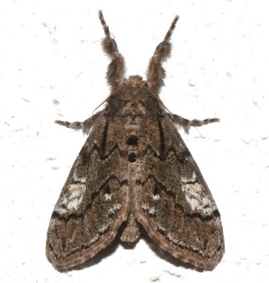 8296, Dasychura basiflava, Yellow-based Tussock Moth 