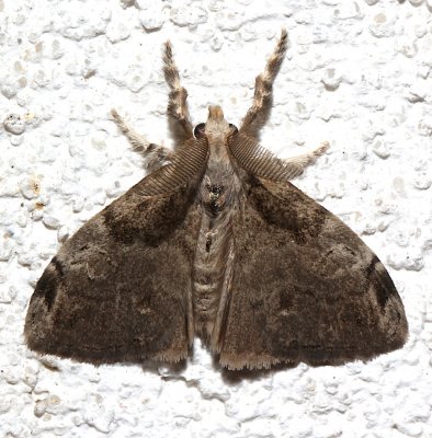 8316, Orgyia leucostigma, White-marked Tussock Moth