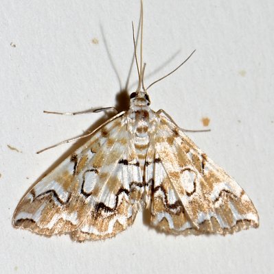 4748, Elophilia icciusalis, Pondside Pyralid