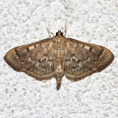 5277, Zigzag Herpetogramma Moth