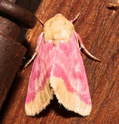 11164, Schinia florida, Primrose Moth