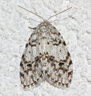 8098, Little White Lichen Moth