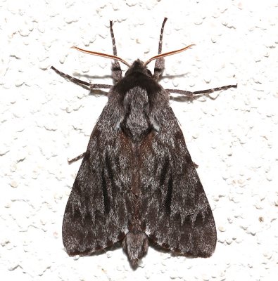 7817, Lapara bombycoides, Northern Pine Sphinx