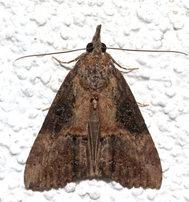 8465, Hypens scabra, Green Cloverworm Moth