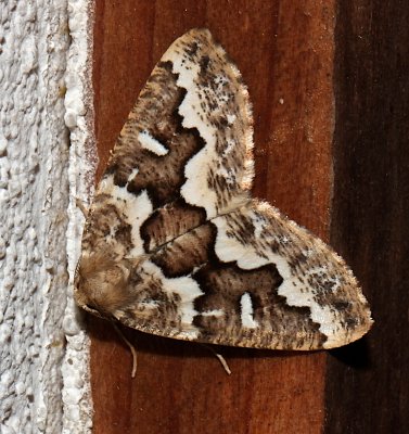 6863, Caripeta divisata, Gray Spruce Looper