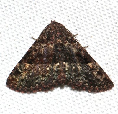 8502, Metalectra tantillus, Black Fungus Moth