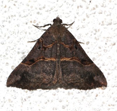 8452, Hypena edictalis, Large Snout, dark form