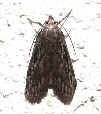 5630, Aphomia terrenella, Terrenella Bee Moth