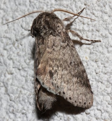 7998, Lochmaeus mantel, Variable Oakleaf Caterpillar Moth