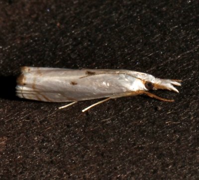 5419, Microcrambus biguttellus, Gold-stripe Grass-veneer