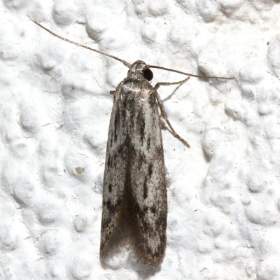 1162, Blastobasis glandulella, Acorn Moth