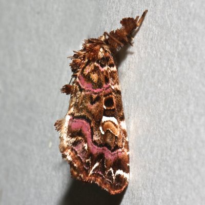 9631, Pink-shaded Fern Moth  