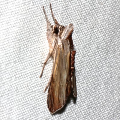 10202, Cucullia convexipennis, Brown Hooded Owlet  
