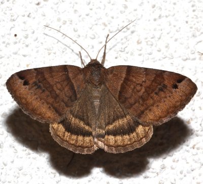 8738, Caenurgina crassiuscula, Clover Looper Moth