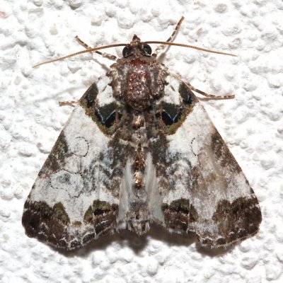 9062, Cerma cerintha, Tufted Bird-dropping Moth