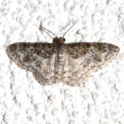 7422, Hydrelia inornata, Unadorned Carpet Moth